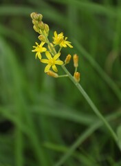 Eriospermum mackenii