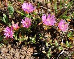 Lampranthus debilis