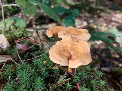 Hygrophoropsis aurantiaca