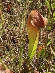 Sarracenia minor
