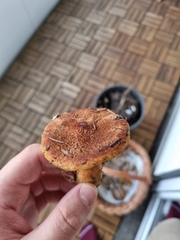 Suillus cavipes