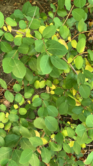 Lonicera fragrantissima