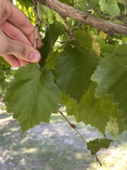 Crataegus mollis