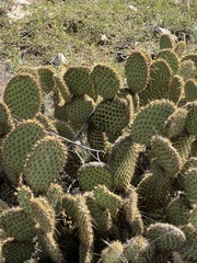 Opuntia strigil