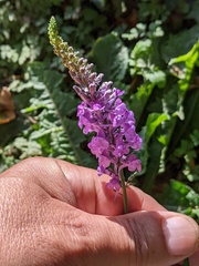 Linaria purpurea