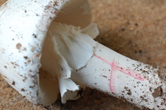 Amanita mutabilis