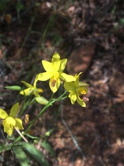 Cyanella lutea lutea