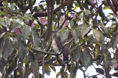 Rupornis magnirostris