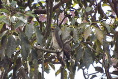 Rupornis magnirostris