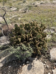 Opuntia strigil