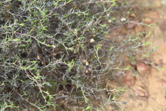 Wahlenbergia cinerea