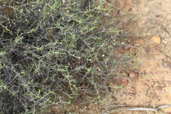 Wahlenbergia cinerea