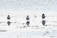 Hydrocoloeus minutus