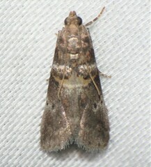 Acrobasis angusella