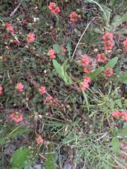 Hermannia coccocarpa