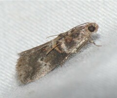 Acrobasis angusella