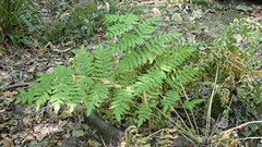 Osmunda regalis