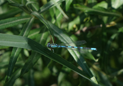 Coenagrion hastulatum