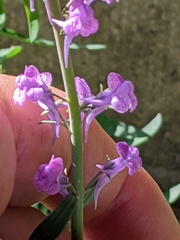 Linaria purpurea
