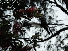 Lampornis clemenciae