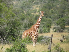 Giraffa camelopardalis reticulata
