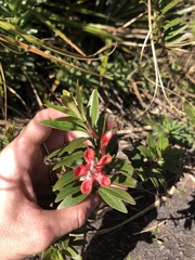 Esterhazya splendida