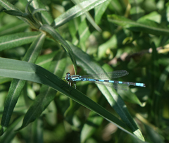 Coenagrion hastulatum