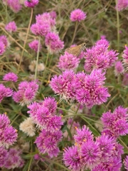 Polites themistocles