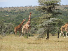 Giraffa camelopardalis reticulata