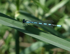 Coenagrion hastulatum