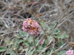 Eriogonum