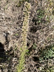 Liatris pycnostachya