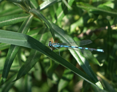 Coenagrion hastulatum