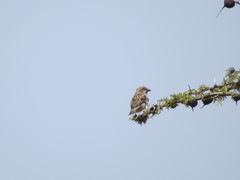 Passer rufocinctus