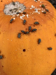 Acalymma trivittatum