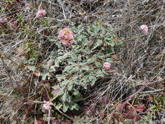 Eriogonum