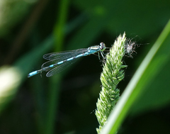 Coenagrion hastulatum
