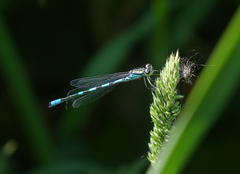 Coenagrion hastulatum