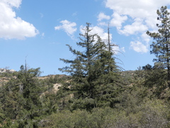 Pseudotsuga macrocarpa