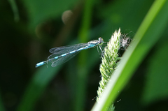 Coenagrion hastulatum