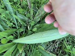 Anchusa officinalis