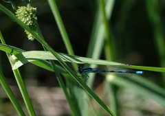 Coenagrion hastulatum