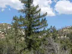 Pseudotsuga macrocarpa