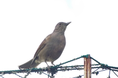 Turdus leucomelas