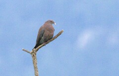 Patagioenas flavirostris