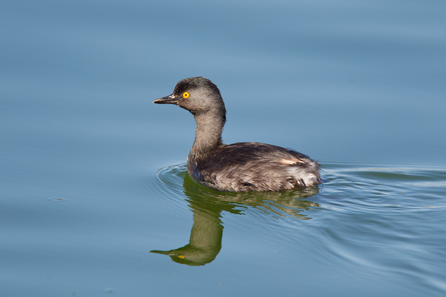 Small Grebes (Genus Tachybaptus) · iNaturalist, image size:1500x1000