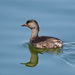 Small Grebes - Photo (c) Greg Lasley, some rights reserved (CC BY-NC), uploaded by Greg Lasley