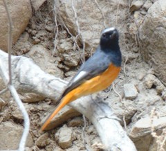 Phoenicurus hodgsoni