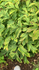 Lamprocapnos spectabilis