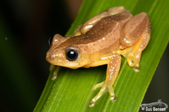 Afrixalus fornasini